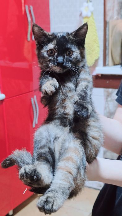 Отдам котёнка в добрые руки.
