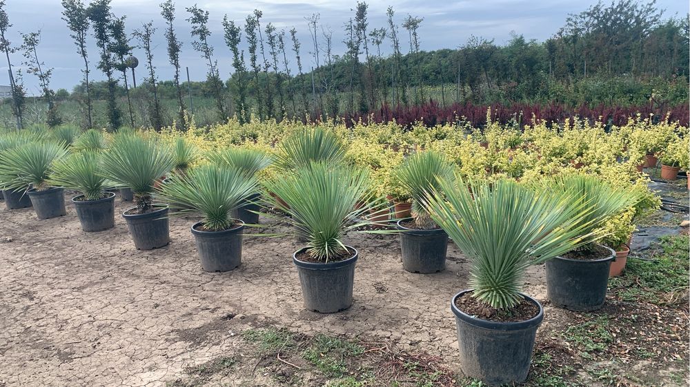 Yucca rostrata la ghiveci