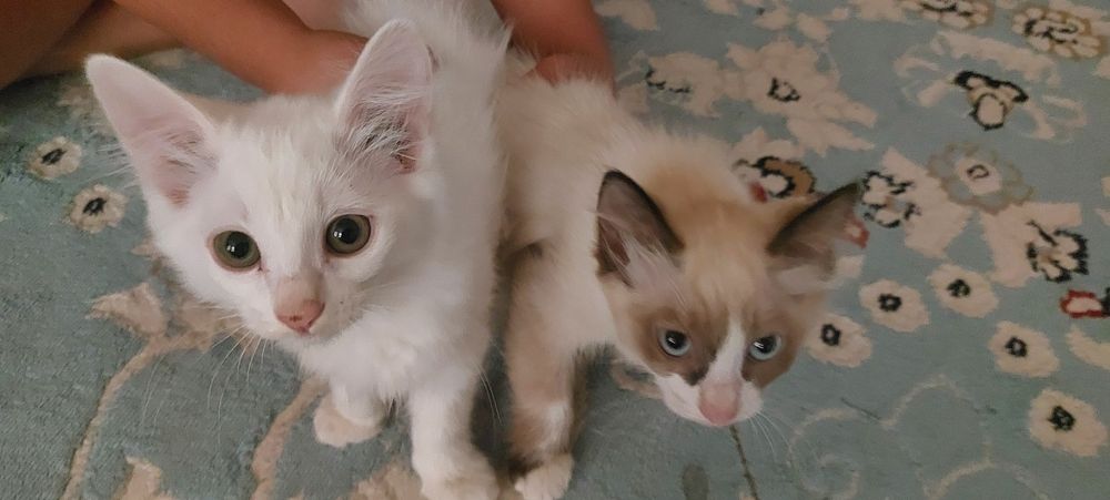 Продаются котята