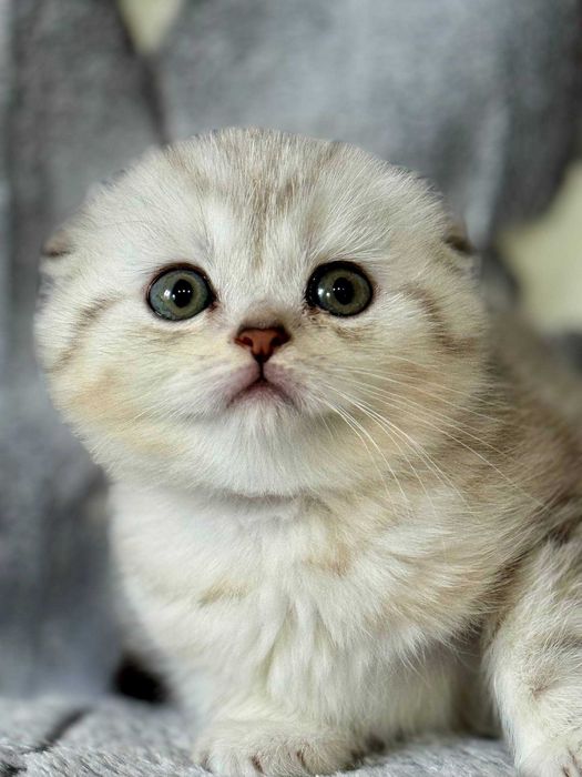 вислоушка девочка