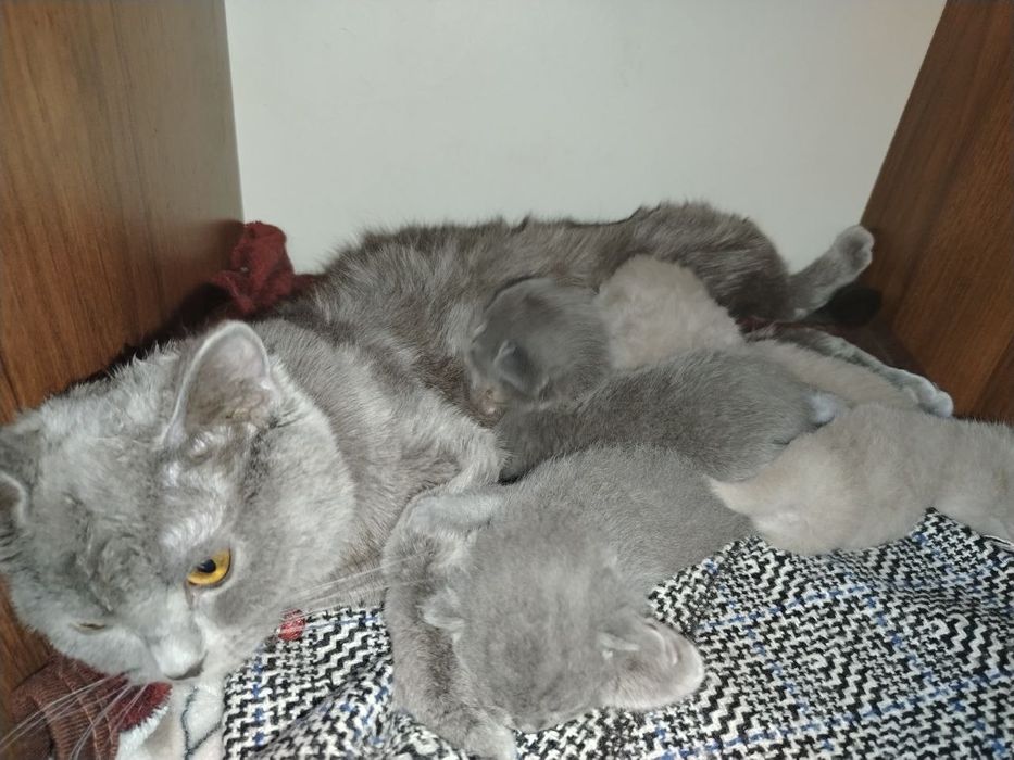 British mushukchalar sotiladi 
Sog‘l