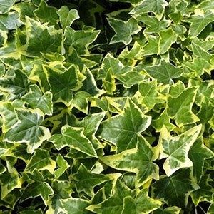 Плющ вариегатный (Hedera helix variegata) — 25 см