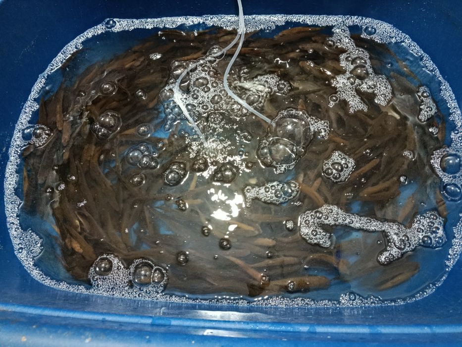 Продам живцов  разного размера