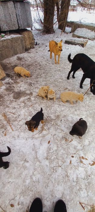 Дарю щенят!     .