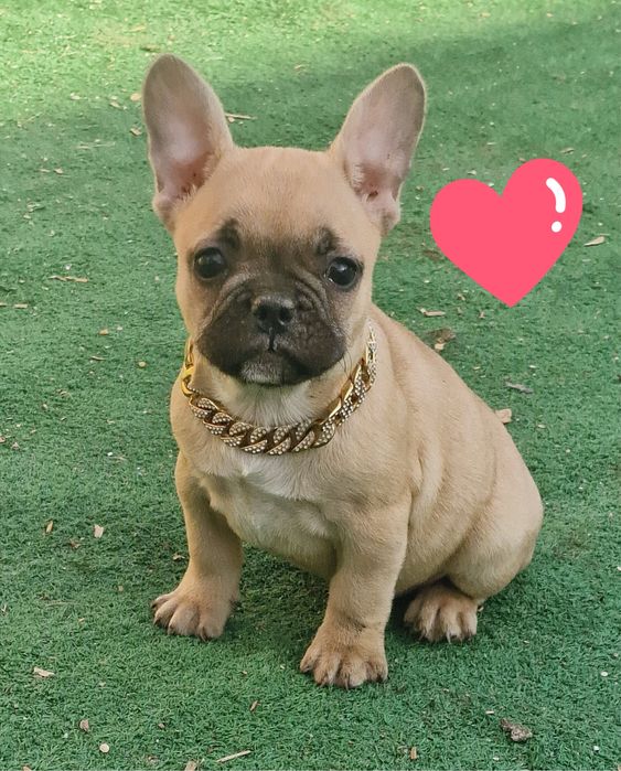 Femela buldog francez