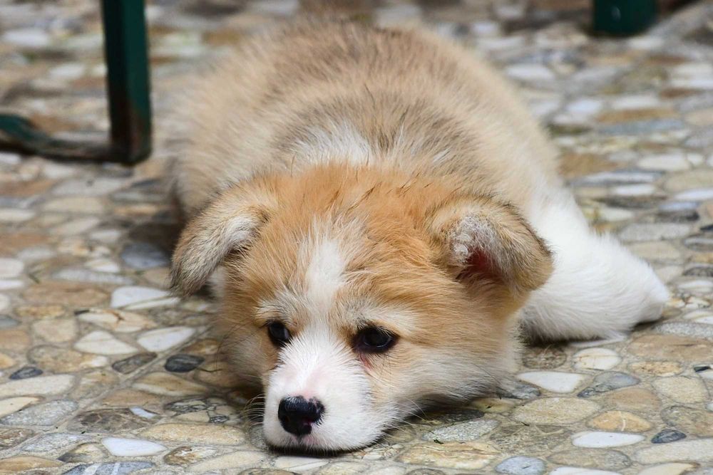 Cățeluș Corgi, vaccinat, microcipat, pedigree tip A, de Crăciun