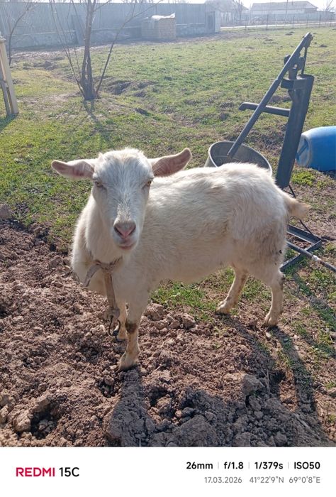 Ак ешкы Алпин 2,5 жаста