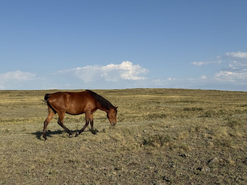 Бие, байтал, тай сатылады