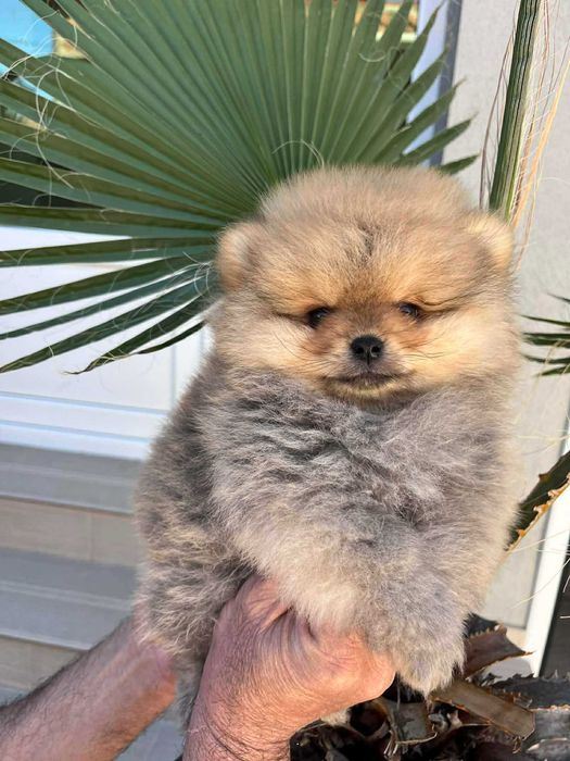 Мини пумеранчета