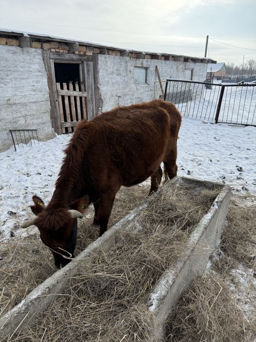 Продам КРС быки бычки коровы первотелки