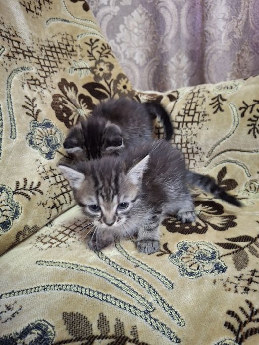 Отдам котят в добрые ручки