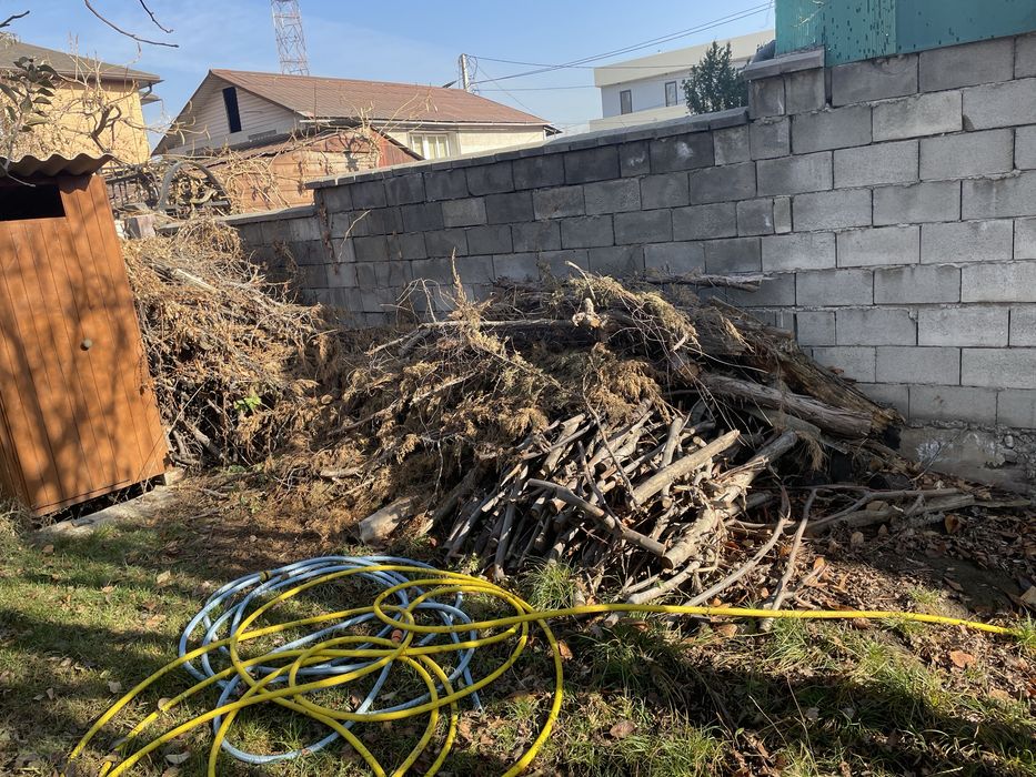 Дрова древесина листья