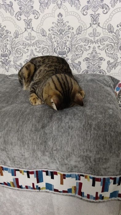 Кошка кошка кошка