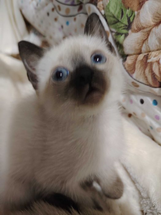 Skidka siyam mushuklari