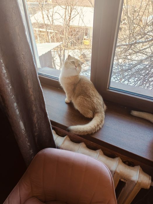 6 мес Шиншилла фолд ny25