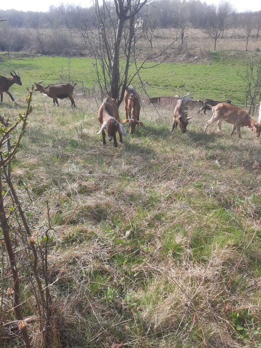 vând ieadă anglunubiana de 7 luni