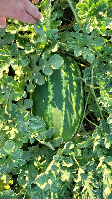 Vând pepeni en-gros