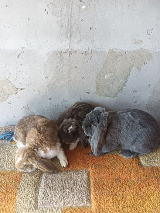 Vând iepuri  talie mare și mica