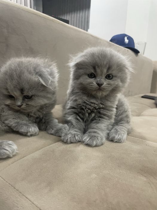 Британские котята