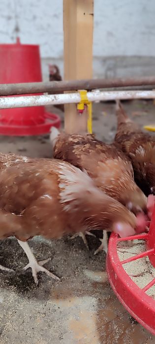 Loman zotli tovuqlar sotiladi