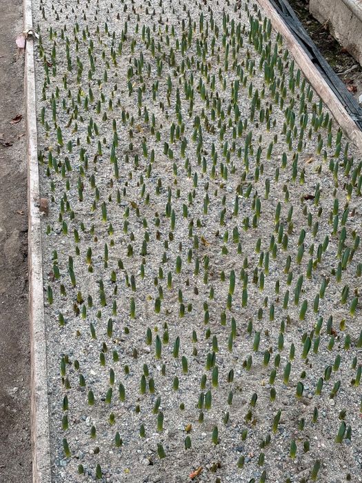 Тюльпаны оптом к 8 марта и 14 февраля.