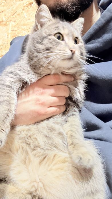 Отдам кота в добрые руки