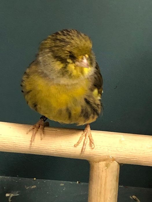 Канарейка кенор самец Глостер