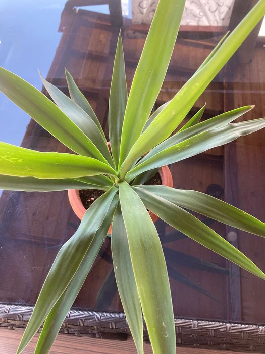 Цвете шафлера(шарена и Юка в саксия