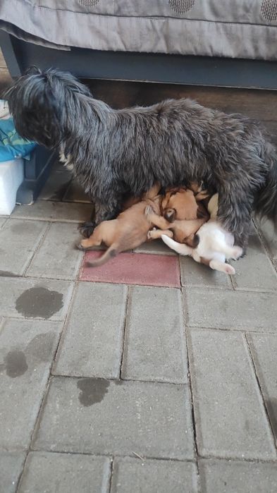 donez catelusi bișon havanez talie mica