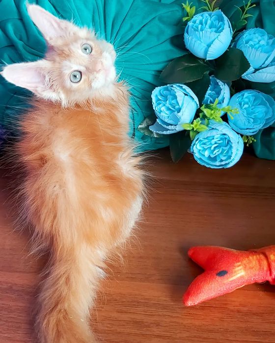 Мейн- куны КОТЯТА  !!! Черепахи- Красные- Крем- Голубые- Дымные- Мрамо