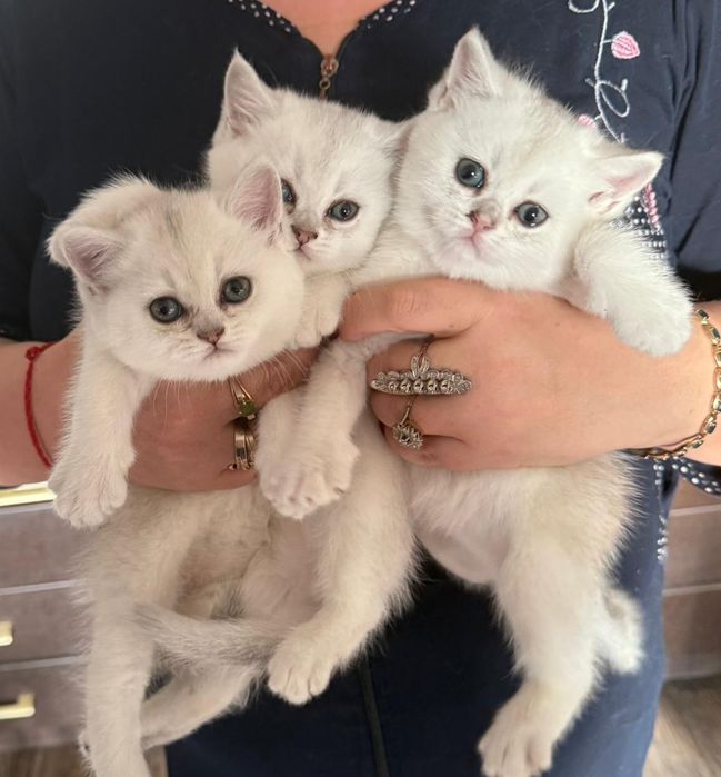 Шотландские котята серебристая шиншилла