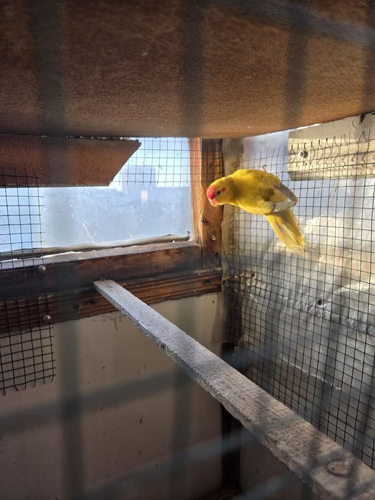 Продам розелл и какарик