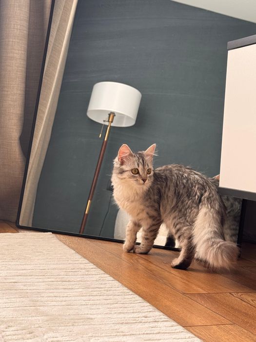 Отдам котенка в добрые руки