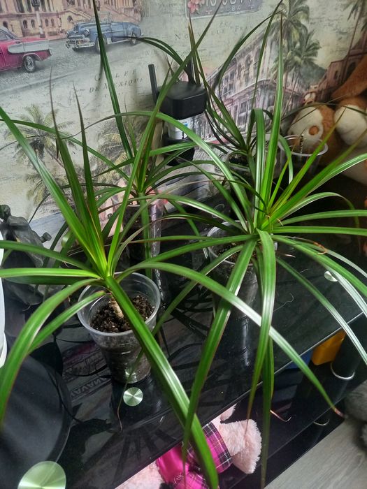 Продам Драцену маргинату