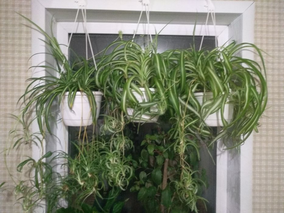 Продам Хлорофитум