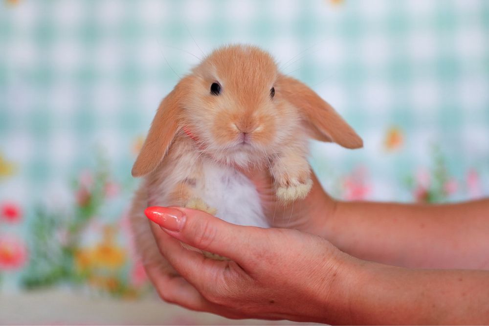 Вислоухие крольчата