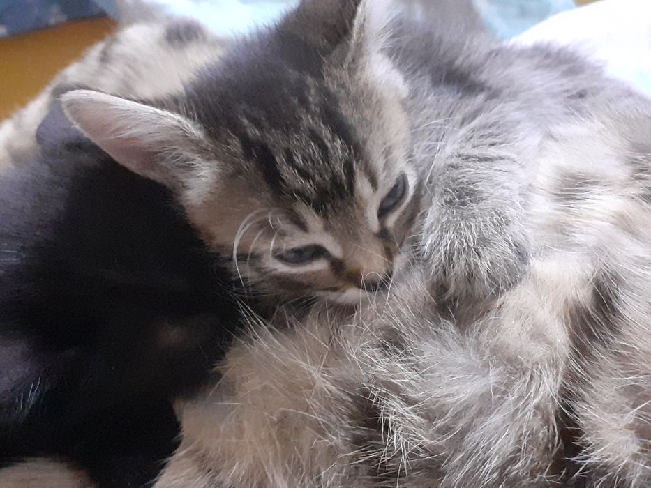 Котёнок-девочка 1.5 месяца