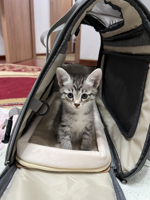 Продам котёнка, мальчик, 1 месяц