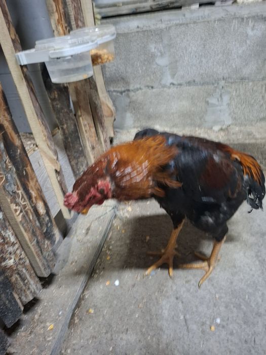 Продам петухов жужики