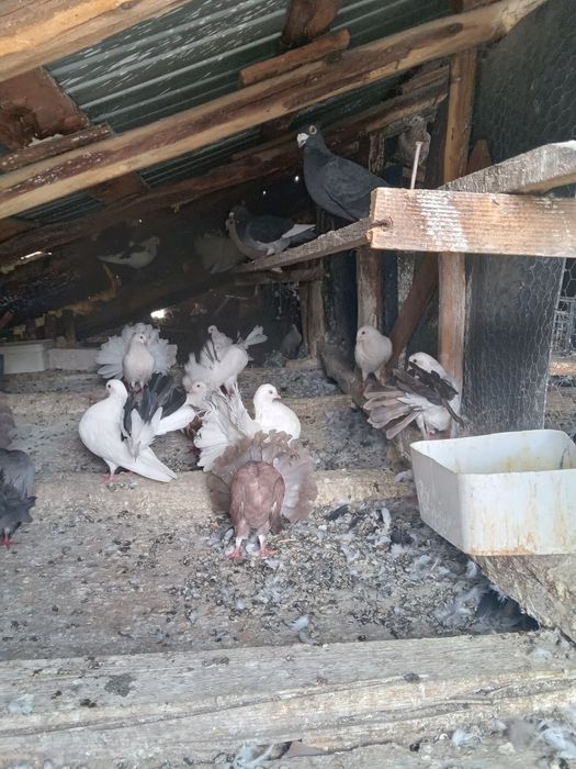 Porumbei Înfoiați de vinzare