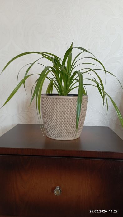 Цветы домашн.г.Астана