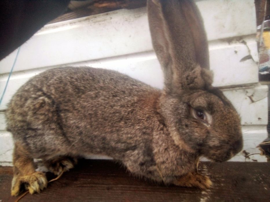 Mascul uriaș german