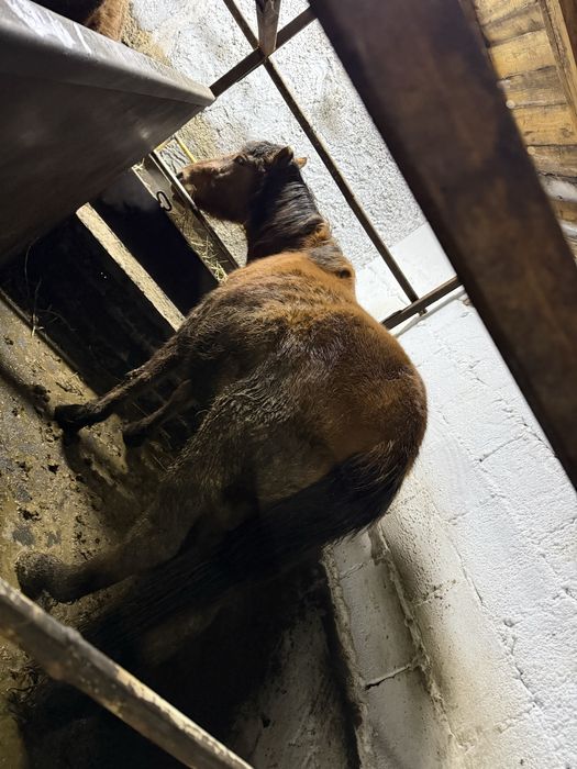 Лошадь  с откорма