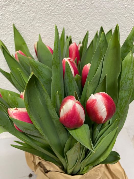 Тюльпаны оптом Голландия