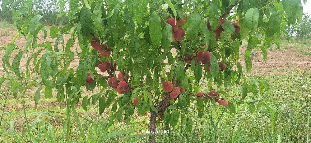 5 гектар бог сотилади