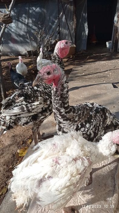 Продаю домашних индюков 7 шт