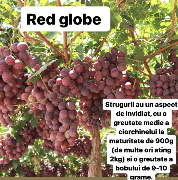 Vita de vie altoita si hibrida