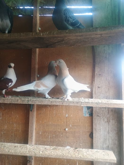 Porumbei takla cu joc