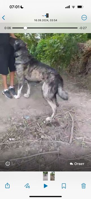 Салам алекум продаю сабак алабай  супер  тяж возрост 4-5 лет хороши..