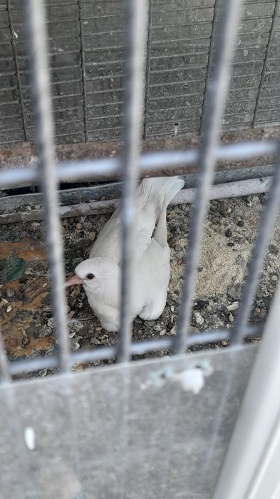 Vând 9 turturele tinere